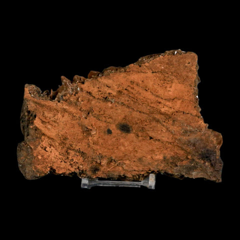 XL 4.8" Brown Barite Blades Crystal Mineral Specimen Nador Morocco Stand