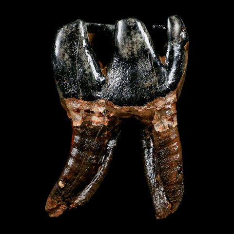 3.7" Woolly Rhinoceros Fossil Rooted Tooth Pleistocene Age Megafauna Russia COA - Fossil Age Minerals