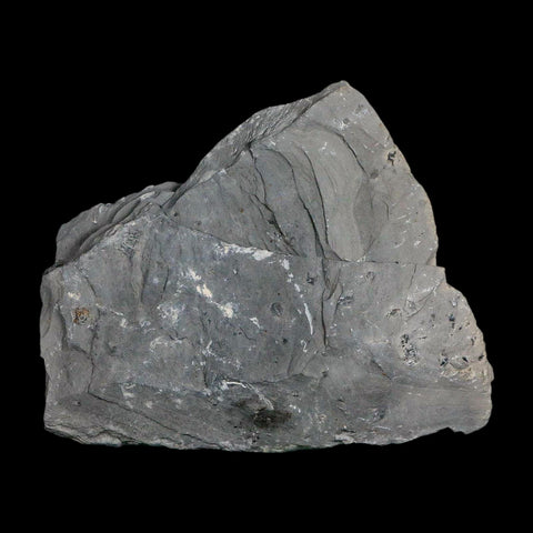 XL 1.5" Elrathia Kingi Trilobite Fossil In Matrix House Range Utah Cambrian Age COA - Fossil Age Minerals