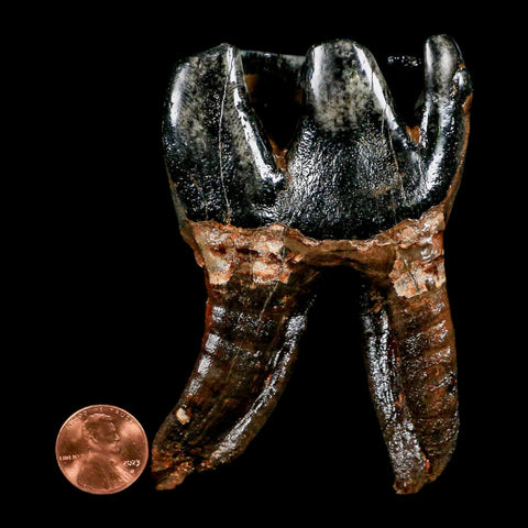 3.7" Woolly Rhinoceros Fossil Rooted Tooth Pleistocene Age Megafauna Russia COA - Fossil Age Minerals