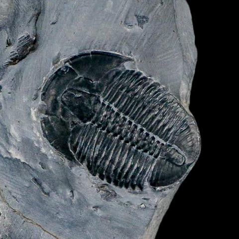 XL 1.5" Elrathia Kingi Trilobite Fossil In Matrix House Range Utah Cambrian Age COA - Fossil Age Minerals