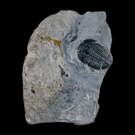 XL 1.5" Elrathia Kingi Trilobite Fossil In Matrix House Range Utah Cambrian Age COA