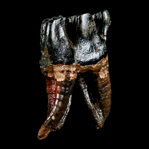 3.7" Woolly Rhinoceros Fossil Rooted Tooth Pleistocene Age Megafauna Russia COA - Fossil Age Minerals