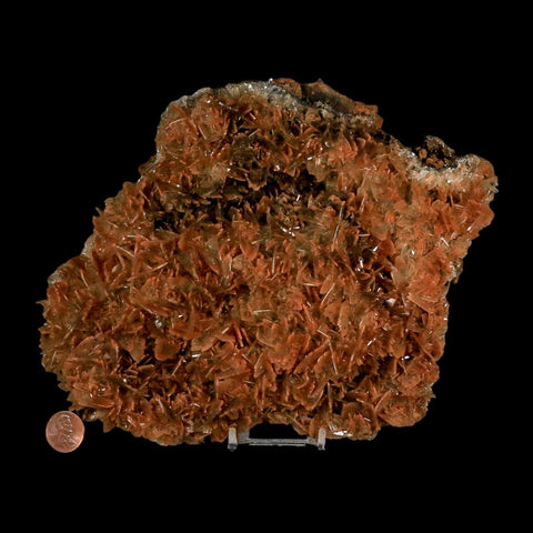 XXL 8.8" Brown Barite Blades Crystal Mineral Specimen Nador Morocco Stand