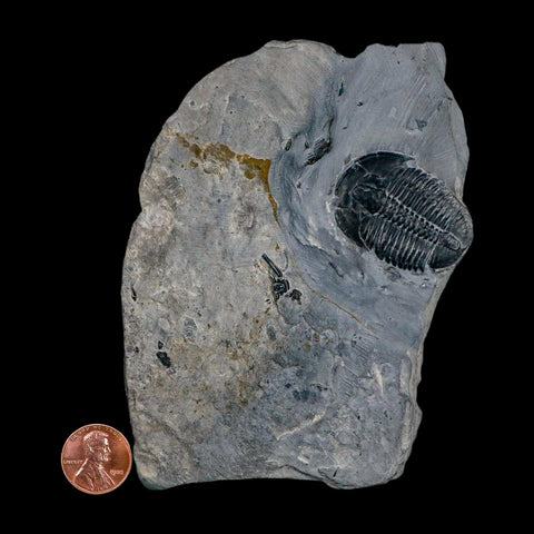 XL 1.5" Elrathia Kingi Trilobite Fossil In Matrix House Range Utah Cambrian Age COA - Fossil Age Minerals