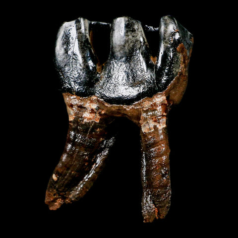 3.7" Woolly Rhinoceros Fossil Rooted Tooth Pleistocene Age Megafauna Russia COA - Fossil Age Minerals
