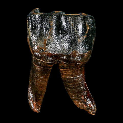 3.7" Woolly Rhinoceros Fossil Rooted Tooth Pleistocene Age Megafauna Russia COA - Fossil Age Minerals