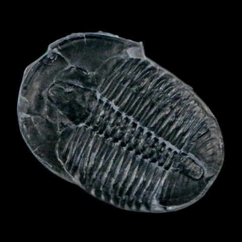 XL 1.5" Elrathia Kingi Trilobite Fossil In Matrix House Range Utah Cambrian Age COA - Fossil Age Minerals