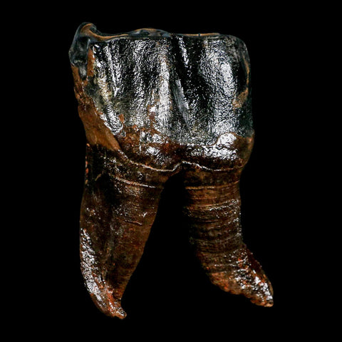 3.7" Woolly Rhinoceros Fossil Rooted Tooth Pleistocene Age Megafauna Russia COA - Fossil Age Minerals