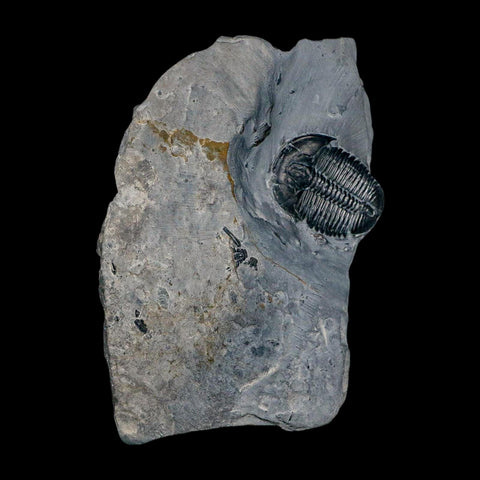 XL 1.5" Elrathia Kingi Trilobite Fossil In Matrix House Range Utah Cambrian Age COA - Fossil Age Minerals