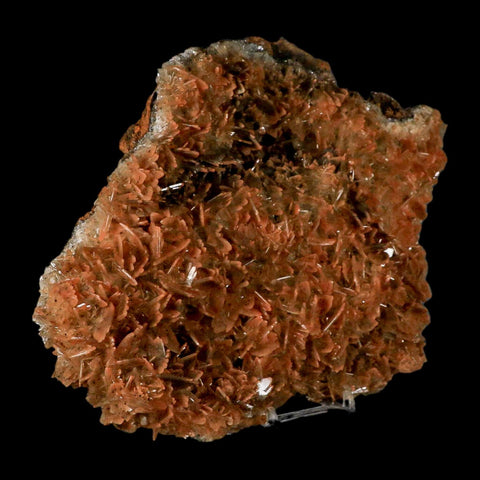 XXL 8.8" Brown Barite Blades Crystal Mineral Specimen Nador Morocco Stand