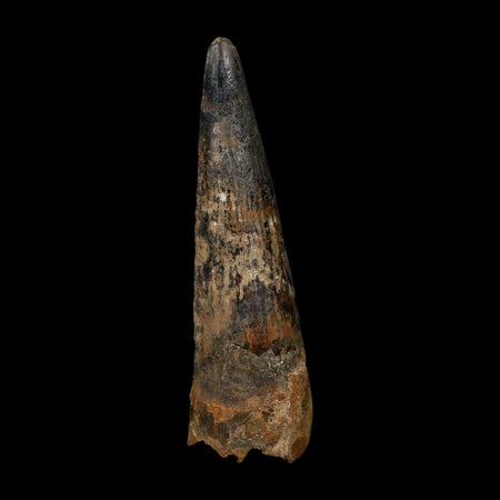 XL 4" Spinosaurus Fossil Tooth 100 Million Years Old Cretaceous Dinosaur COA