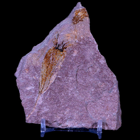 3.5" Ascocystitis Crinoid Stems Echinoderm Fossil Morality Plate Ordovician Age Stand - Fossil Age Minerals