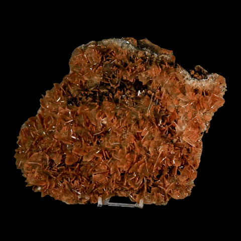 XXL 8.8" Brown Barite Blades Crystal Mineral Specimen Nador Morocco Stand