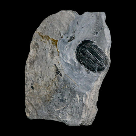 XL 1.5" Elrathia Kingi Trilobite Fossil In Matrix House Range Utah Cambrian Age COA - Fossil Age Minerals