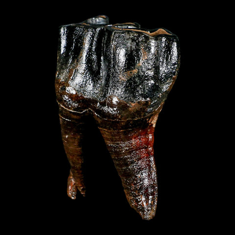 3.7" Woolly Rhinoceros Fossil Rooted Tooth Pleistocene Age Megafauna Russia COA - Fossil Age Minerals