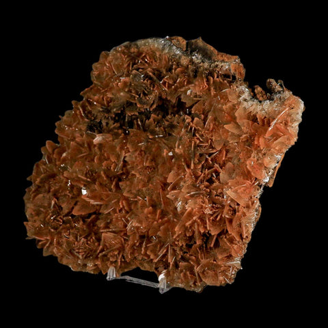 XXL 8.8" Brown Barite Blades Crystal Mineral Specimen Nador Morocco Stand