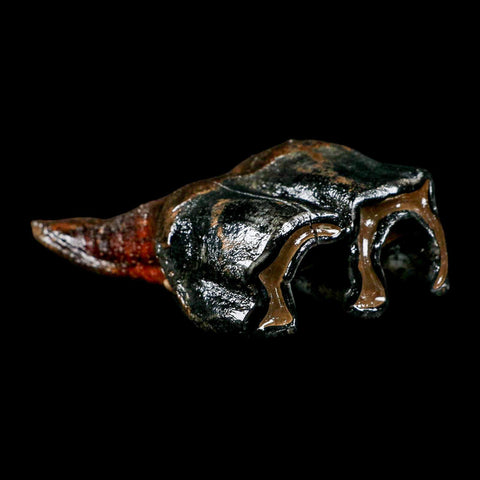 3.7" Woolly Rhinoceros Fossil Rooted Tooth Pleistocene Age Megafauna Russia COA - Fossil Age Minerals