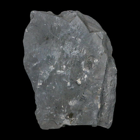 XL 1.5" Elrathia Kingi Trilobite Fossil In Matrix House Range Utah Cambrian Age COA - Fossil Age Minerals