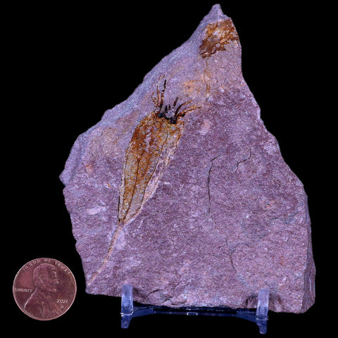 3.5" Ascocystitis Crinoid Stems Echinoderm Fossil Morality Plate Ordovician Age Stand - Fossil Age Minerals
