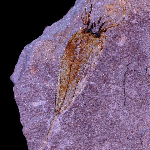 3.5" Ascocystitis Crinoid Stems Echinoderm Fossil Morality Plate Ordovician Age Stand - Fossil Age Minerals
