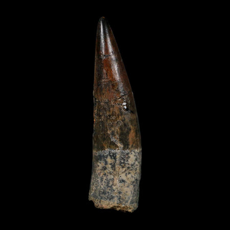 XL 3.6" Spinosaurus Fossil Tooth 100 Million Years Old Cretaceous Dinosaur COA