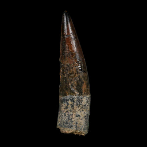 XL 3.6" Spinosaurus Fossil Tooth 100 Million Years Old Cretaceous Dinosaur COA - Fossil Age Minerals
