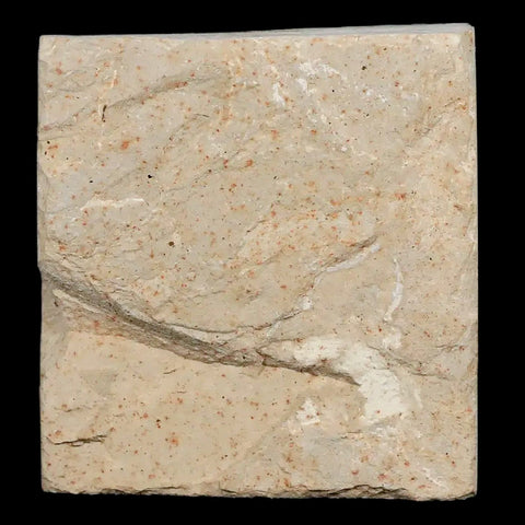 1.3" Detailed Mimosite Coloradensis Fossil Plant Leaf Eocene Age Green River Utah - Fossil Age Minerals