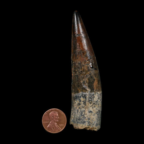 XL 3.6" Spinosaurus Fossil Tooth 100 Million Years Old Cretaceous Dinosaur COA - Fossil Age Minerals