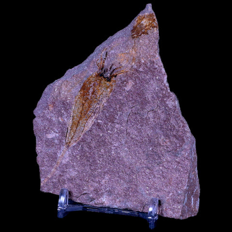 3.5" Ascocystitis Crinoid Stems Echinoderm Fossil Morality Plate Ordovician Age Stand - Fossil Age Minerals