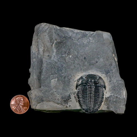 XL 1.4" Elrathia Kingi Trilobite Fossil In Matrix House Range Utah Cambrian Age COA - Fossil Age Minerals