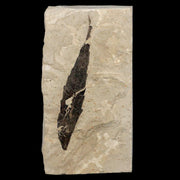 XL 2.5" Detailed Rhus Nigricans Sumac Fossil Plant Leaf Eocene Age Green River UT