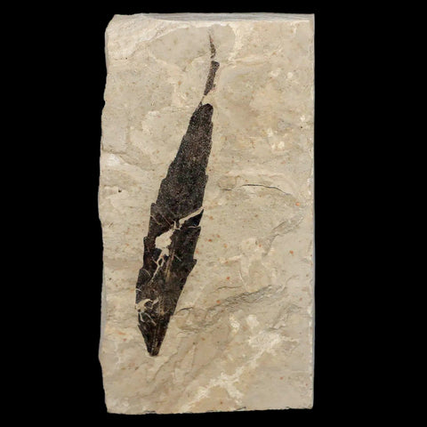 XL 2.5" Detailed Rhus Nigricans Sumac Fossil Plant Leaf Eocene Age Green River UT - Fossil Age Minerals