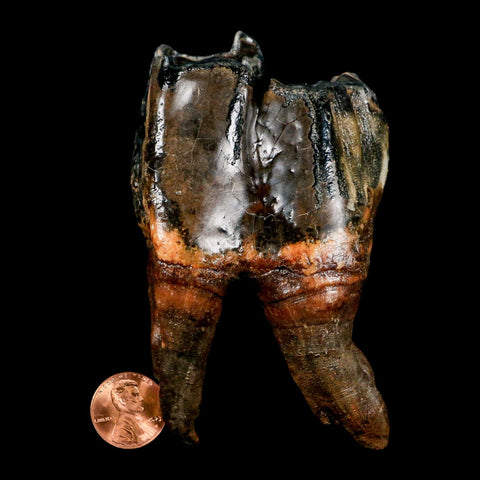 4" Woolly Rhinoceros Fossil Rooted Tooth Pleistocene Age Megafauna Russia COA - Fossil Age Minerals