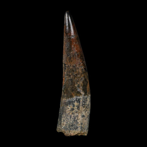 XL 3.6" Spinosaurus Fossil Tooth 100 Million Years Old Cretaceous Dinosaur COA - Fossil Age Minerals