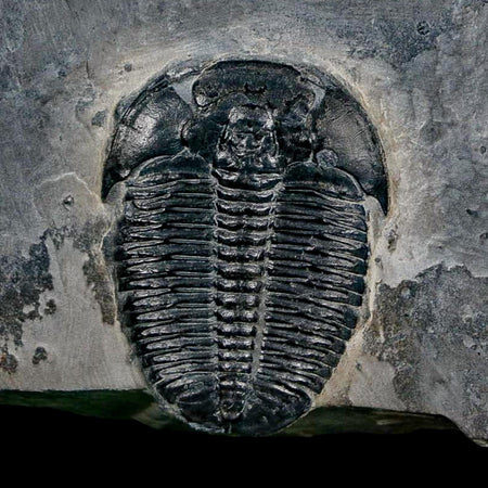 XL 1.4" Elrathia Kingi Trilobite Fossil In Matrix House Range Utah Cambrian Age COA