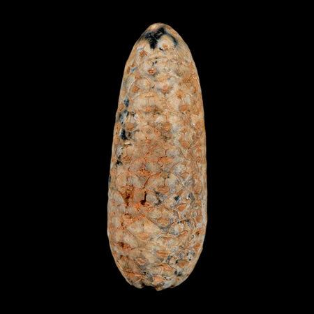 XL 2.3" Fossil Pine Cone Equicalastrobus Replaced By Agate Eocene Age Seeds Fruit