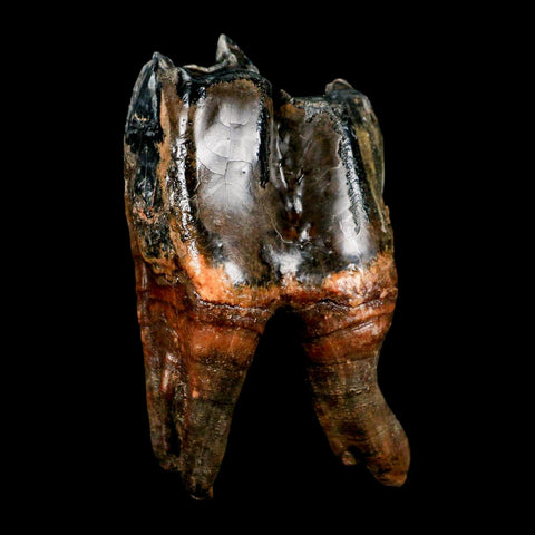 4" Woolly Rhinoceros Fossil Rooted Tooth Pleistocene Age Megafauna Russia COA - Fossil Age Minerals
