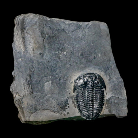 XL 1.4" Elrathia Kingi Trilobite Fossil In Matrix House Range Utah Cambrian Age COA - Fossil Age Minerals