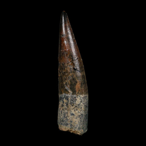 XL 3.6" Spinosaurus Fossil Tooth 100 Million Years Old Cretaceous Dinosaur COA - Fossil Age Minerals