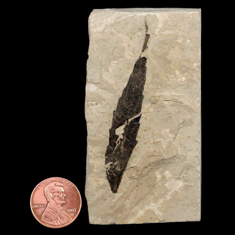 XL 2.5" Detailed Rhus Nigricans Sumac Fossil Plant Leaf Eocene Age Green River UT - Fossil Age Minerals