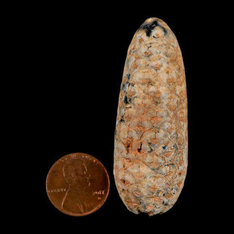 XL 2.3" Fossil Pine Cone Equicalastrobus Replaced By Agate Eocene Age Seeds Fruit