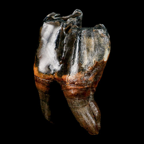 4" Woolly Rhinoceros Fossil Rooted Tooth Pleistocene Age Megafauna Russia COA - Fossil Age Minerals