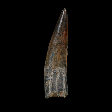 XL 3.6" Spinosaurus Fossil Tooth 100 Million Years Old Cretaceous Dinosaur COA