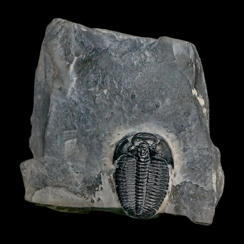 XL 1.4" Elrathia Kingi Trilobite Fossil In Matrix House Range Utah Cambrian Age COA - Fossil Age Minerals