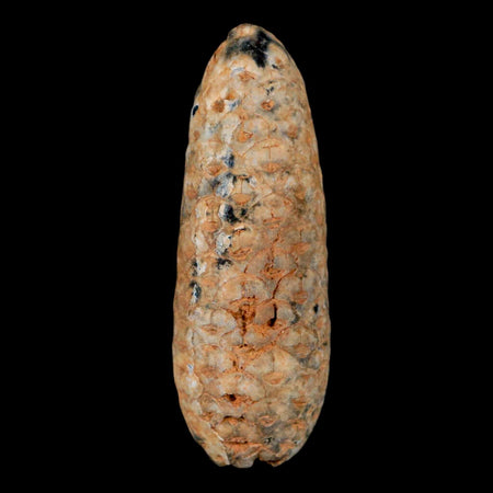 XL 2.3" Fossil Pine Cone Equicalastrobus Replaced By Agate Eocene Age Seeds Fruit