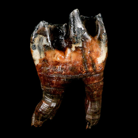 4" Woolly Rhinoceros Fossil Rooted Tooth Pleistocene Age Megafauna Russia COA - Fossil Age Minerals