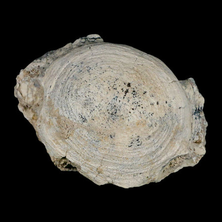 4.2" Brontothere Fossil Vertebrae Bone Eocene Age Badlands S Dakota Titanothere COA