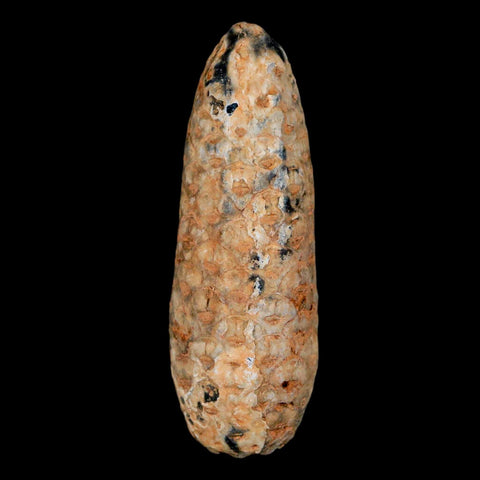 XL 2.3" Fossil Pine Cone Equicalastrobus Replaced By Agate Eocene Age Seeds Fruit