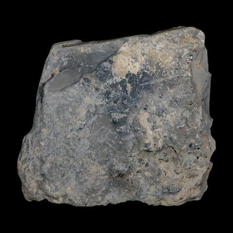 XL 1.4" Elrathia Kingi Trilobite Fossil In Matrix House Range Utah Cambrian Age COA - Fossil Age Minerals